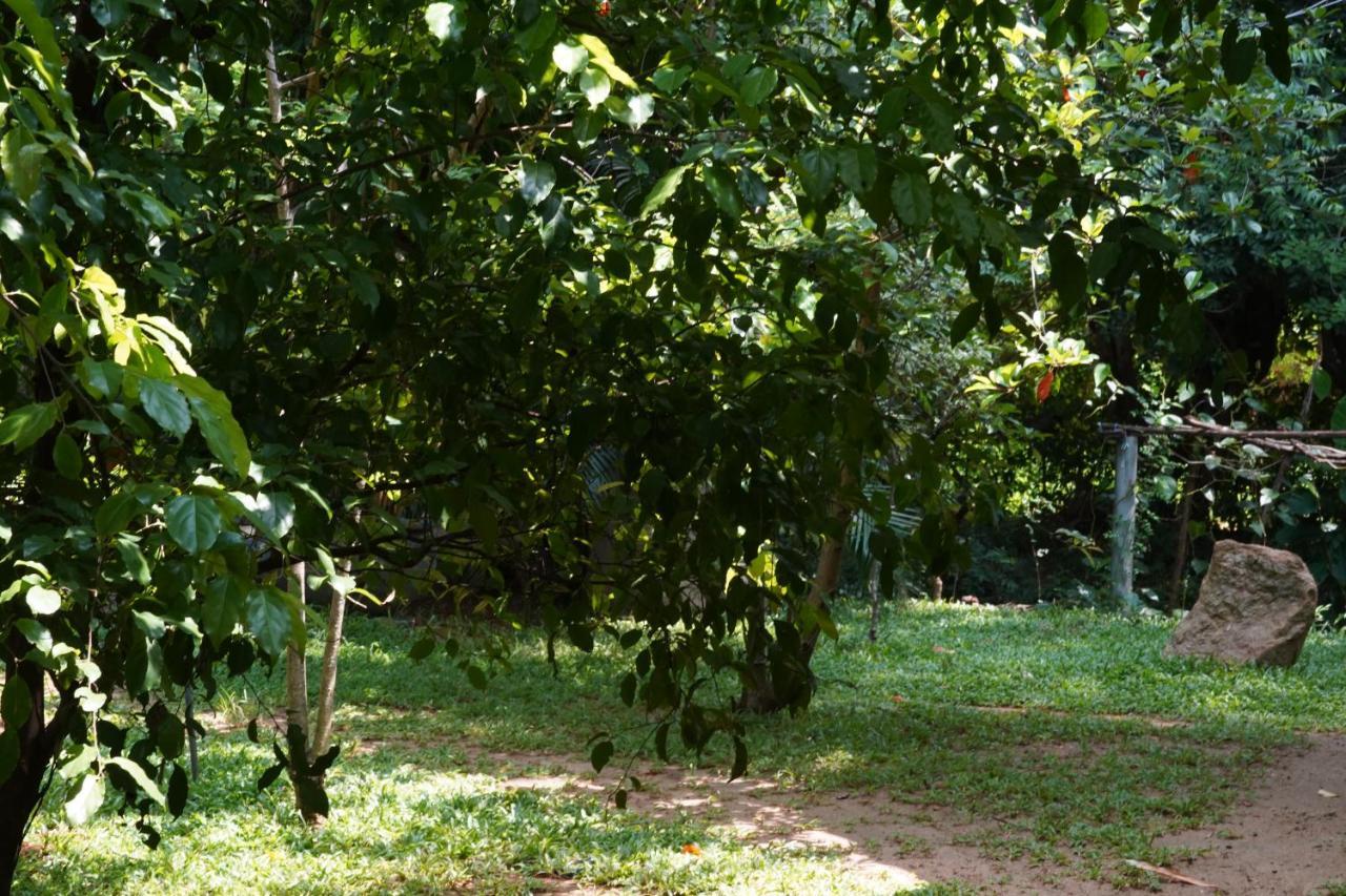Sandra Guesthouse Dambulla Exterior photo